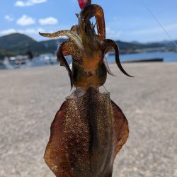 今週もエギング